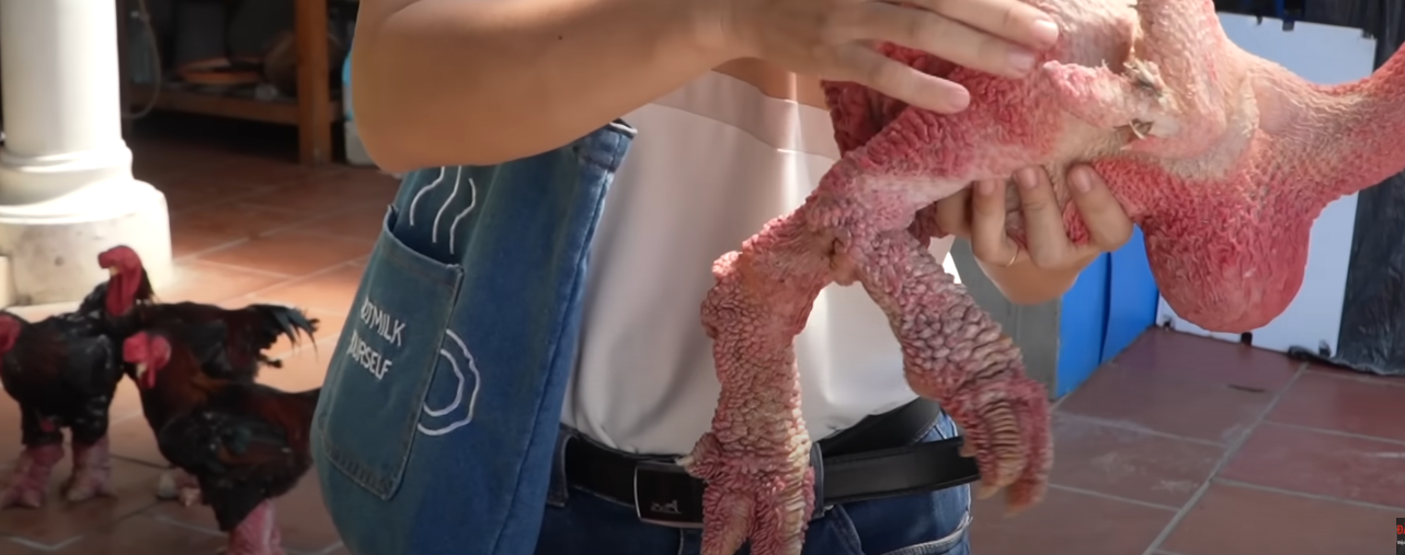 Con gà không lông, thích tắm nắng có giá 500 triệu duy nhất ở Việt Nam- Ảnh 3.