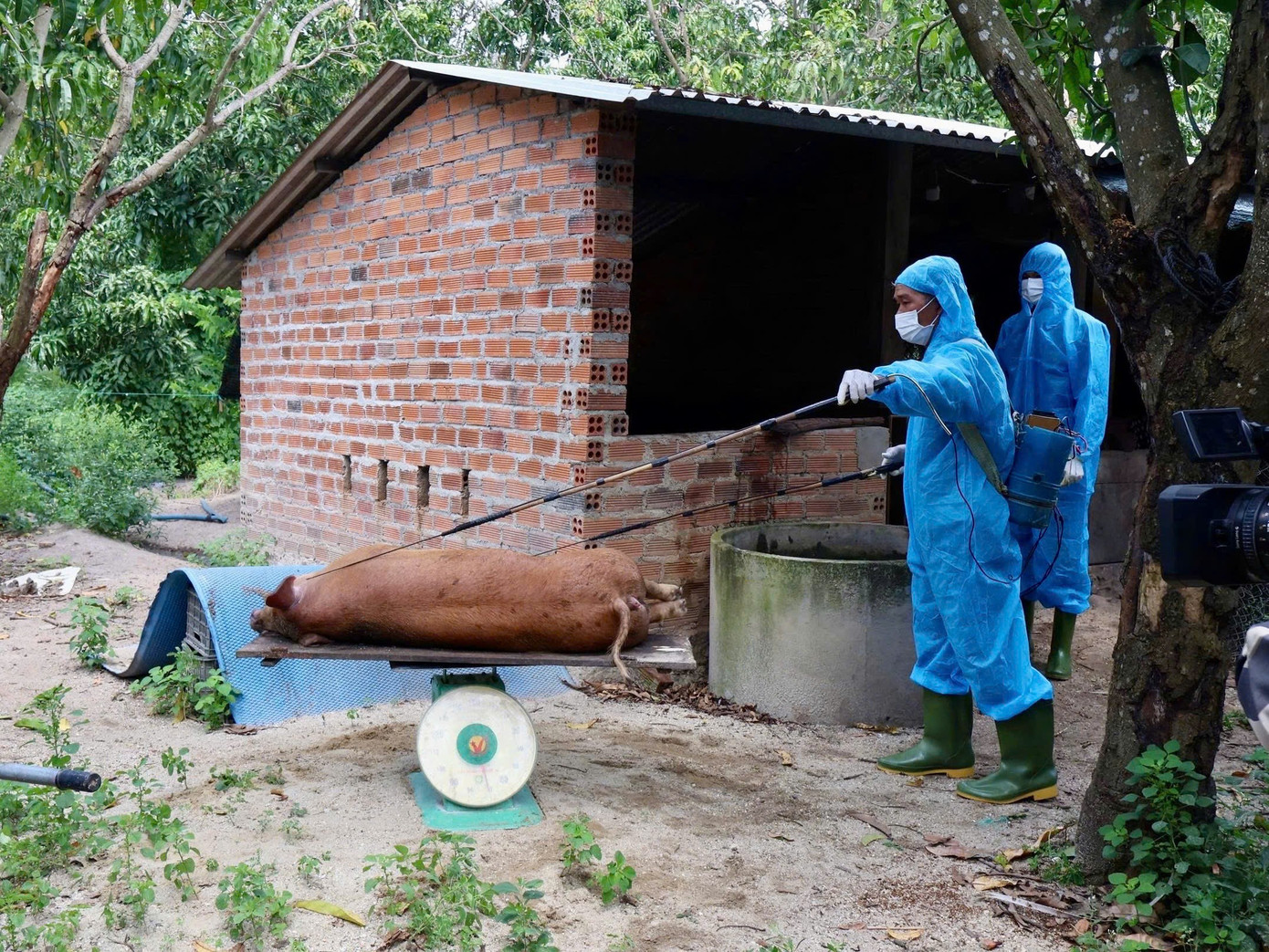 Khánh Hòa tiêu hủy hàng chục tấn lợn gà và khoanh vùng dập dịch kép- Ảnh 2.