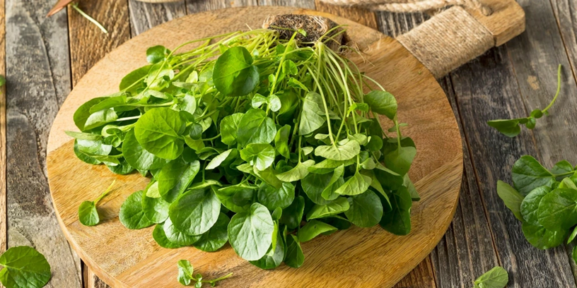 Việt Nam sở hữu loại rau 