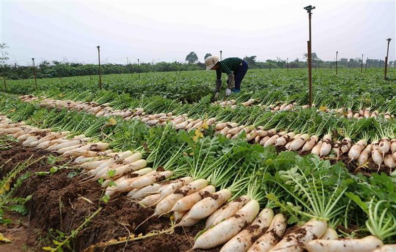 Đặc sản miền Tây xưa là món ăn nhà nghèo, nay đổi đời xuất khẩu ra thế giới- Ảnh 2.