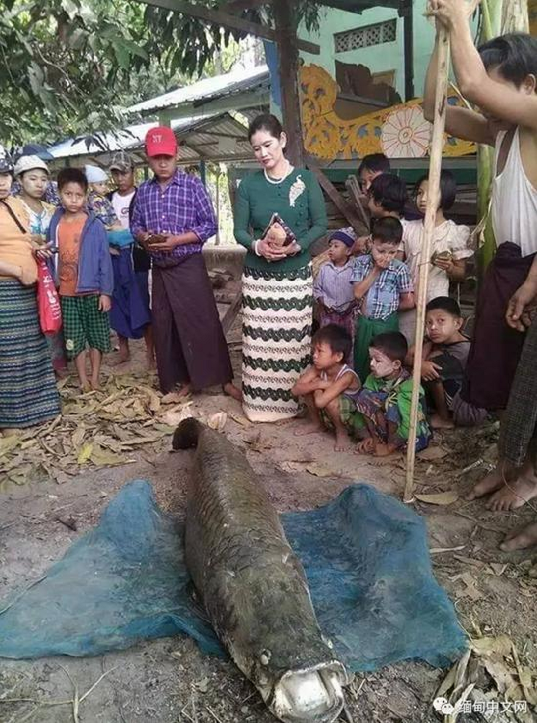 Người đàn ông bắt được cá hải tượng long dài 2m, giá 3,4 tỷ đồng trong ao chùa- Ảnh 1.