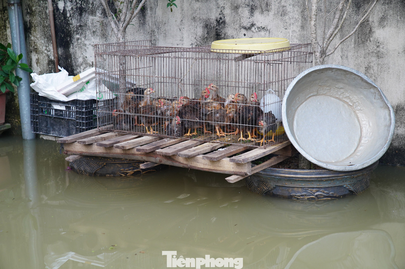 Người dân vùng ngập Hà Nội kể về 30 phút 'nước như lũ ống, cuốn trôi cả nghìn con gà'- Ảnh 3.