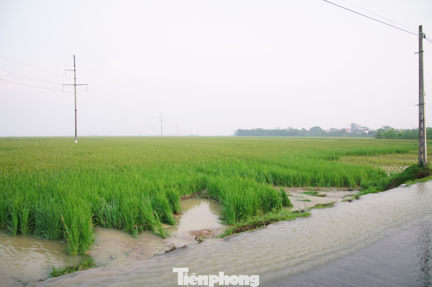 Người dân vùng ngập Hà Nội kể về 30 phút 'nước như lũ ống, cuốn trôi cả nghìn con gà'- Ảnh 8.