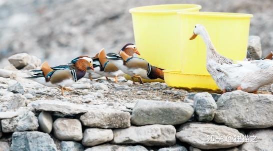 Câu chuyện kỳ lạ của cụ ông nuôi nhầm loài quý hiếm suốt 14 năm- Ảnh 3.