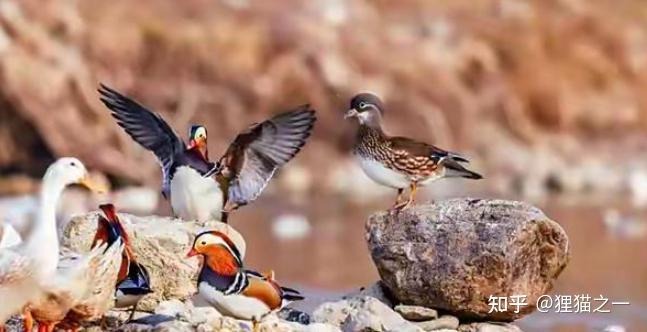 Câu chuyện kỳ lạ của cụ ông nuôi nhầm loài quý hiếm suốt 14 năm- Ảnh 5.