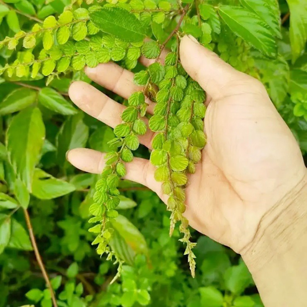 Cây mọc dại người Việt "thờ ơ", nước ngoài hái lá khô đem bán kiếm bộn tiền- Ảnh 2.