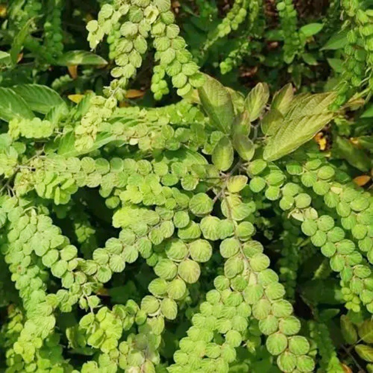 Cây mọc dại người Việt "thờ ơ", nước ngoài hái lá khô đem bán kiếm bộn tiền- Ảnh 1.