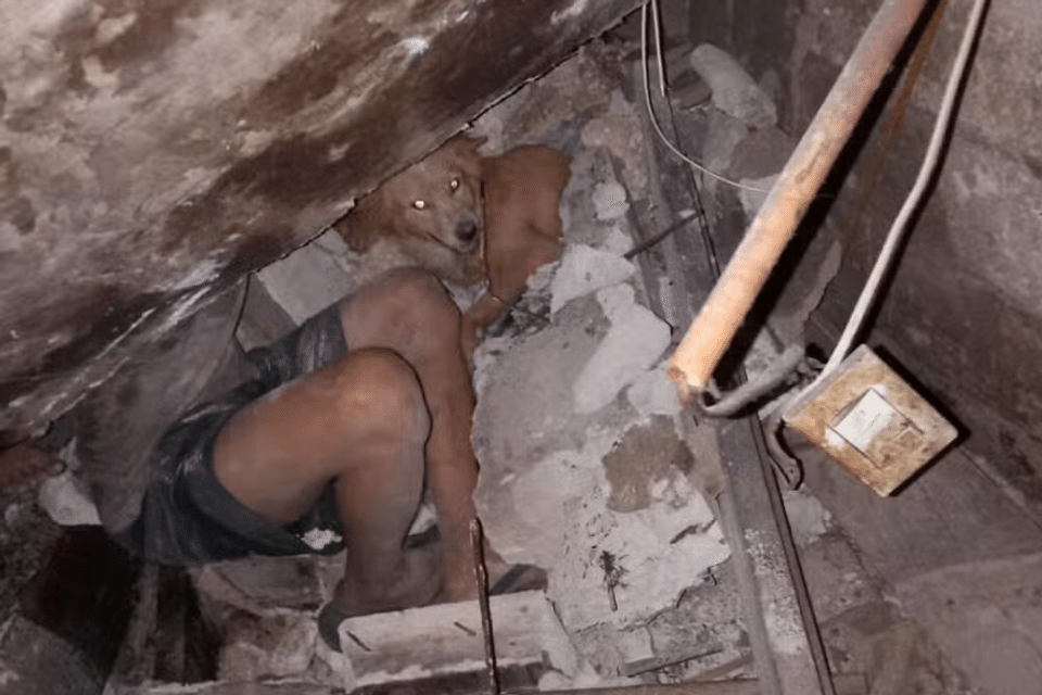 Chó xông vào nguy hiểm cứu gia đình chủ trong động đất ở Philippines- Ảnh 1.