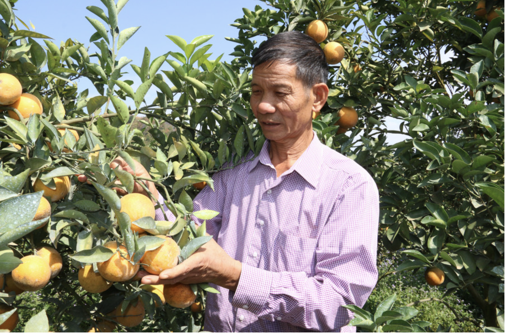 Bỏ việc ở Bệnh viện Quân y, người đàn ông về Sơn La trồng thứ cây lạ đời “ra quả không biết mệt” rồi thành tỷ phú- Ảnh 1.