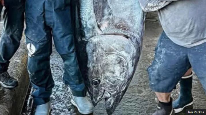 Câu được cá ngừ khổng lồ nặng 210kg, ngư dân liền bán với giá 70 triệu đồng- Ảnh 2.