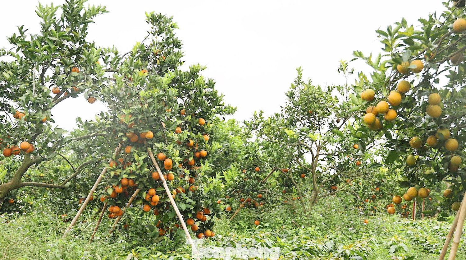 Bỏ việc ở Bệnh viện Quân y, người đàn ông về Sơn La trồng thứ cây lạ đời “ra quả không biết mệt” rồi thành tỷ phú- Ảnh 2.