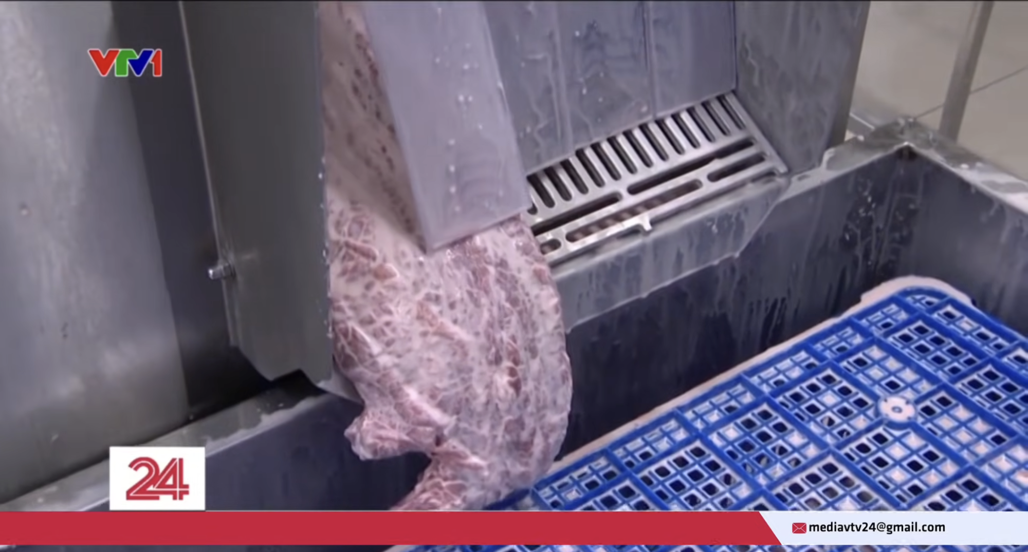 Cận cảnh quá trình bơm tinh chất “hô biến” thịt trâu đã giết mổ cả năm thành bò Wagyu thượng hạng- Ảnh 3. Cận cảnh quá trình bơm tinh chất “hô biến” thịt trâu đã giết mổ cả năm thành bò Wagyu thượng hạng- Ảnh 3.