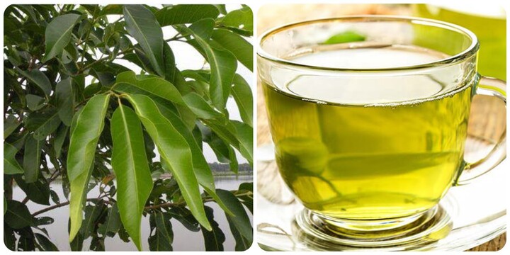 Nước lá vối tươi có tác dụng gì?- Ảnh 1.