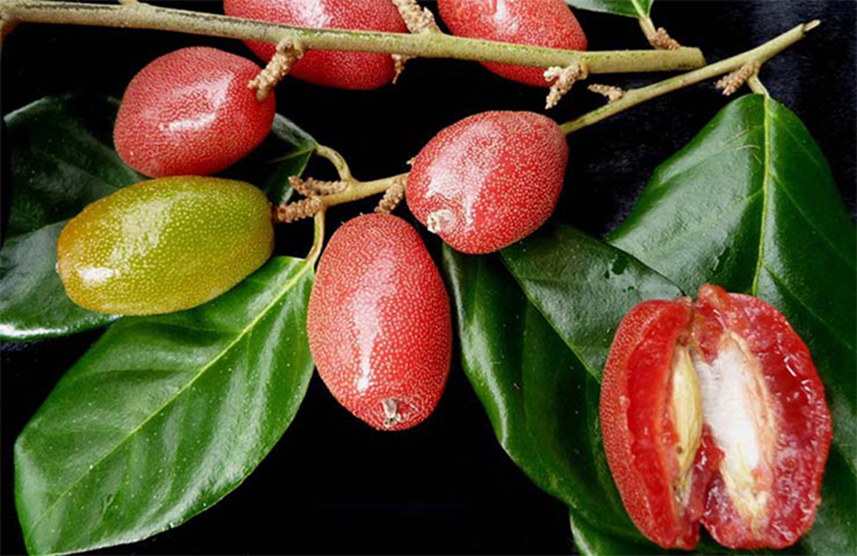 Loại cây ở Việt Nam trồng bạt ngàn, sang "trời tây" giá 3,5 triệu đồng/cây- Ảnh 3.