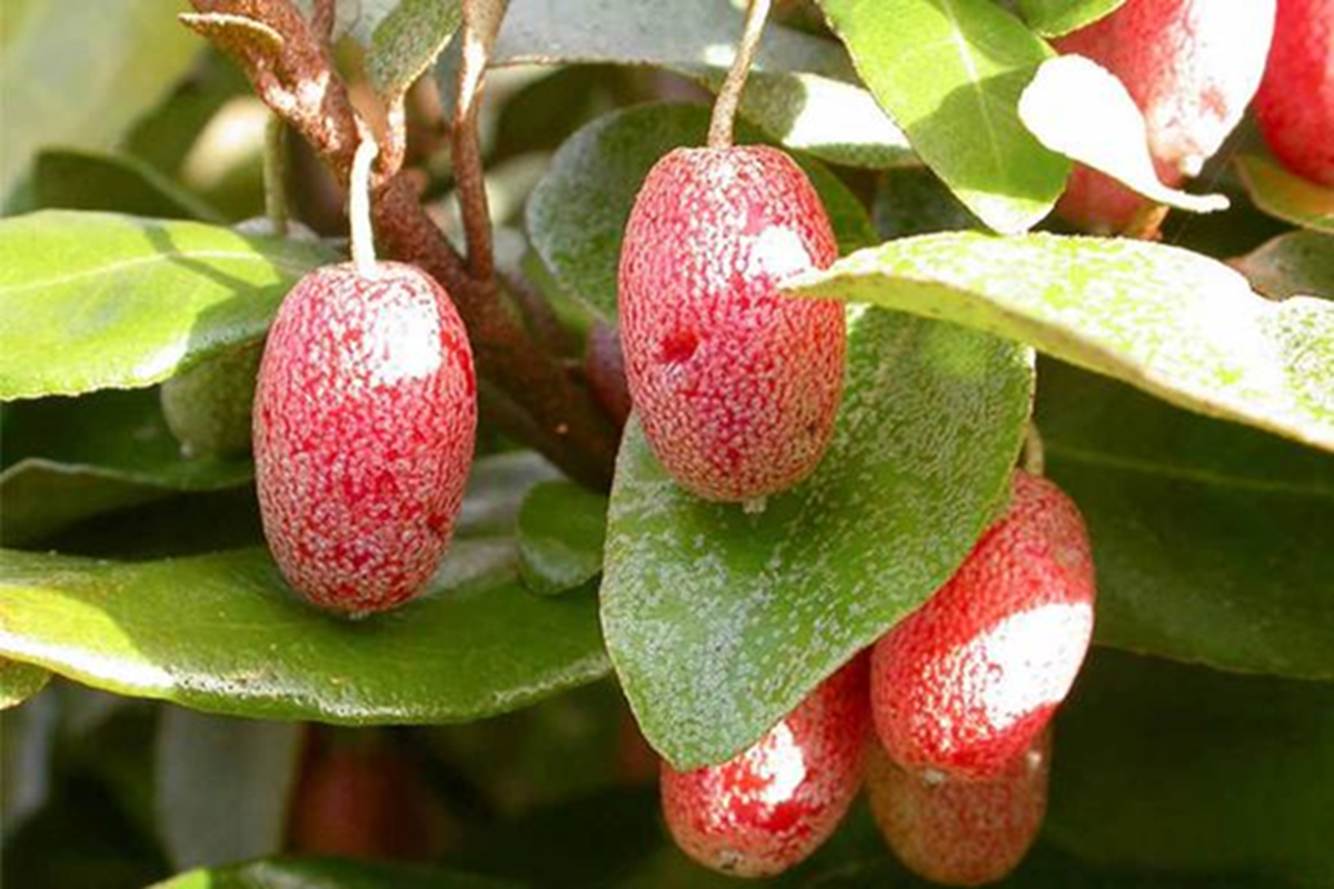 Loại cây ở Việt Nam trồng bạt ngàn, sang "trời tây" giá 3,5 triệu đồng/cây- Ảnh 2.