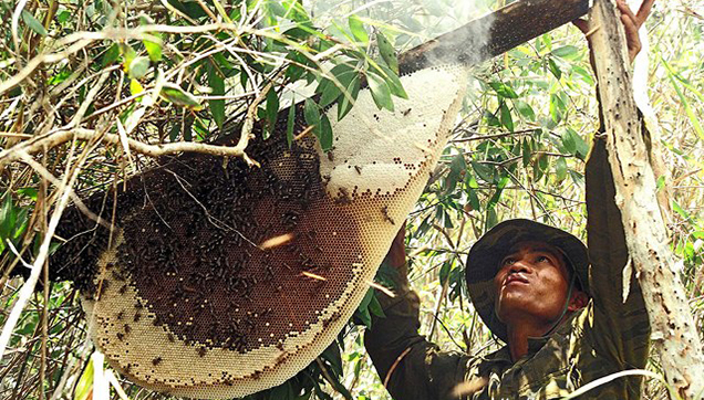 Đặc sản đắt nhất thế giới 40 triệu/kg, Việt Nam có loại thiên nhiên nguyên bản, thơm ngọt chẳng kém cạnh- Ảnh 3.
