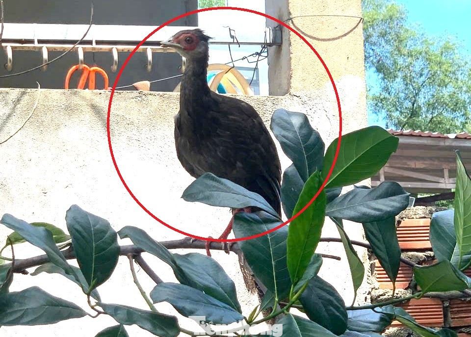 Thấy con vật có hình thù lạ trong vườn, không ngờ là loài trong Sách Đỏ- Ảnh 2.