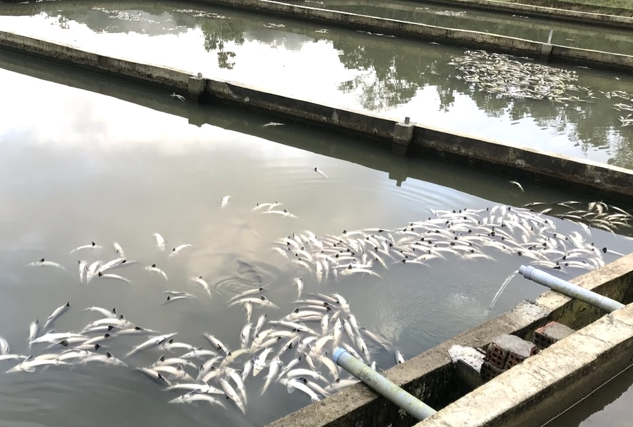 Cá tầm chết trắng hồ Măng Đen, người nuôi mất trắng 7,7 tỉ đồng- Ảnh 1.