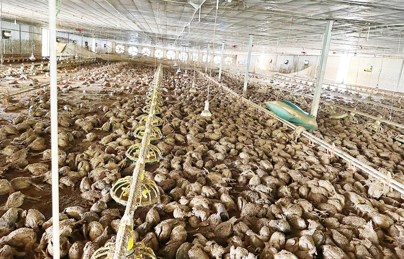 Lão nông bật khóc, chết lặng nhìn 22.000 con gà chết- Ảnh 1.