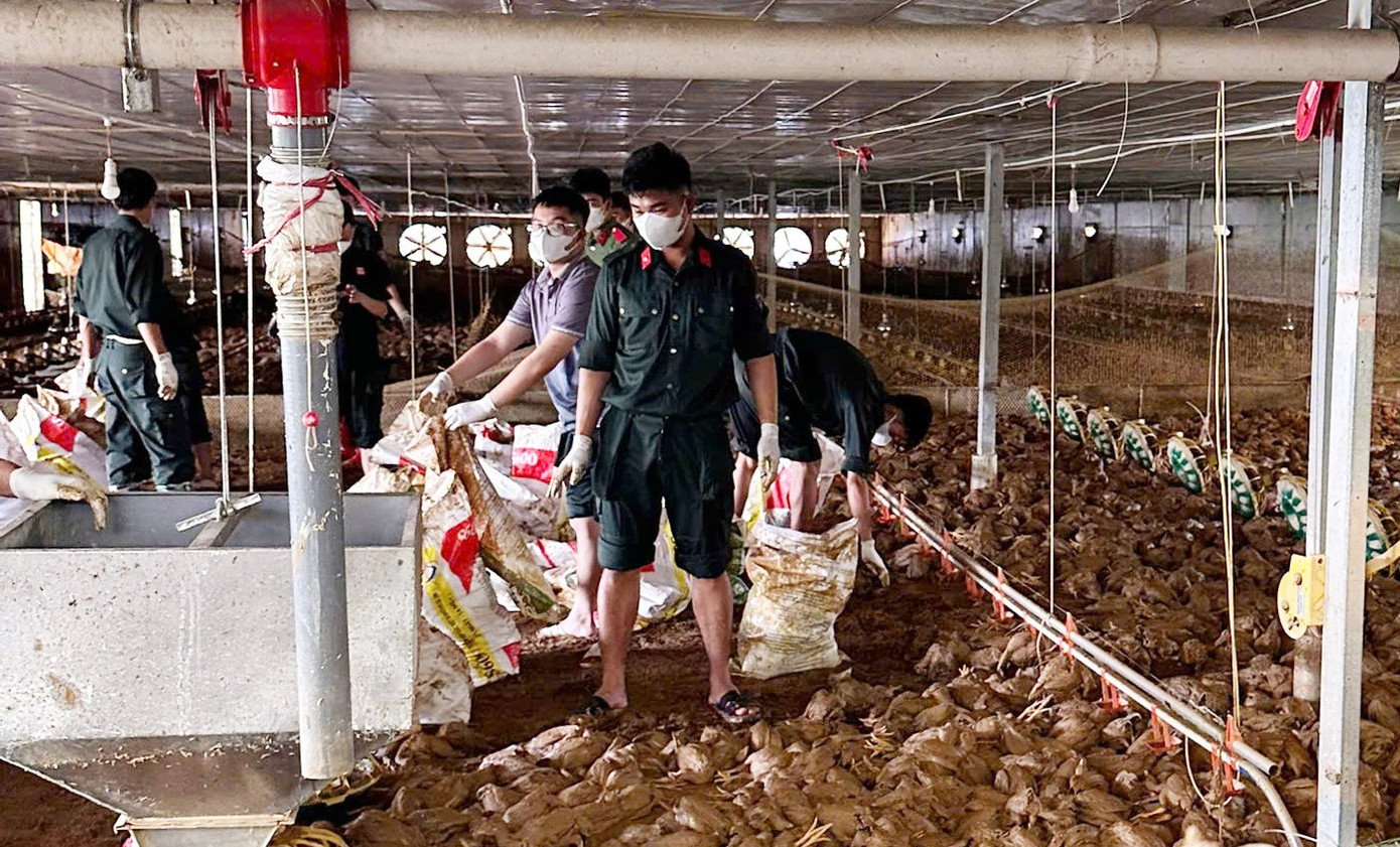 Lão nông bật khóc, chết lặng nhìn 22.000 con gà chết- Ảnh 2.