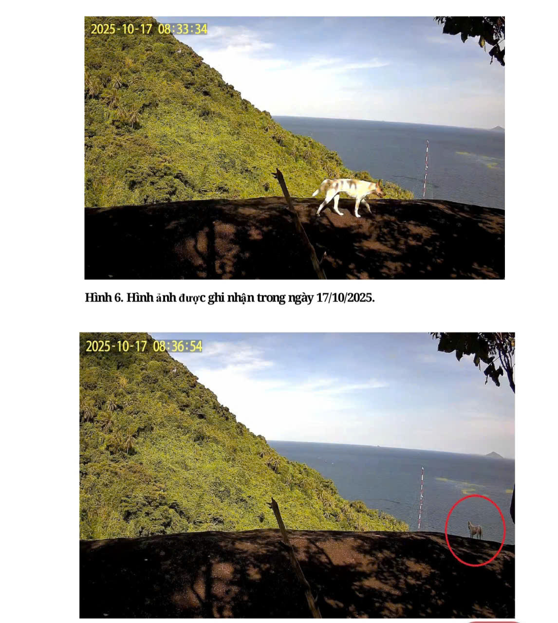 Bất ngờ về 4 con vật trắng như tuyết trên núi Ma Thiên Lãnh- Ảnh 3. Bất ngờ về 4 con vật trắng như tuyết trên núi Ma Thiên Lãnh- Ảnh 3.