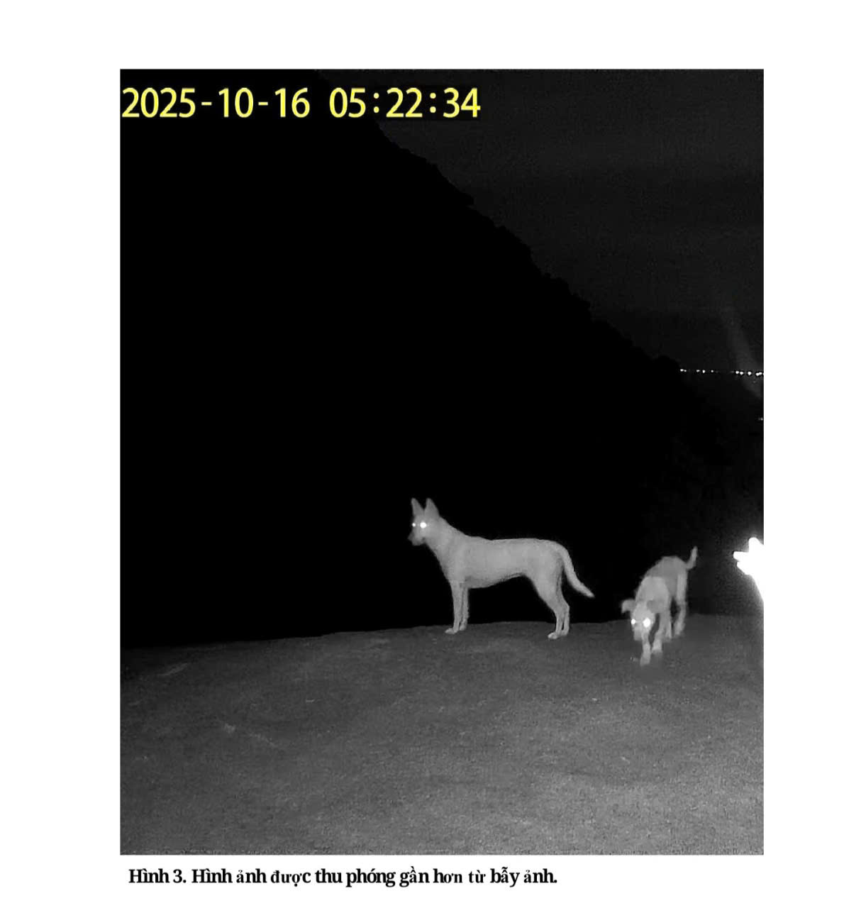 Bất ngờ về 4 con vật trắng như tuyết trên núi Ma Thiên Lãnh- Ảnh 2. Bất ngờ về 4 con vật trắng như tuyết trên núi Ma Thiên Lãnh- Ảnh 2.