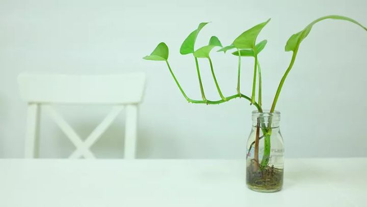 Không cần máy lọc khí: 10 loại cây đặt trong nhà mới giúp bay mùi sơn, hút sạch khí độc chỉ sau vài tuần- Ảnh 5.
