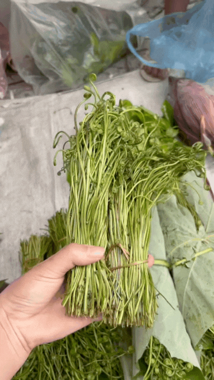 Món rau Tây Bắc gây sốt TikTok: Phắc cút tò ngòng là gì mà ai xem cũng muốn ăn thử?- Ảnh 2.