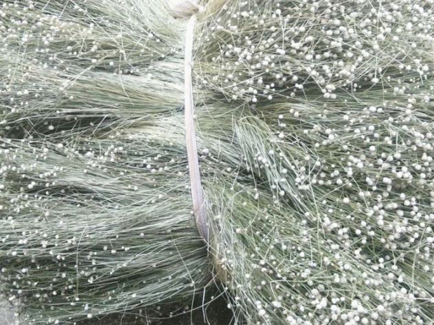 Rau ở Việt Nam nhiều người cho miễn phí, ra nước ngoài giá hơn 200.000 đồng/kg- Ảnh 3.