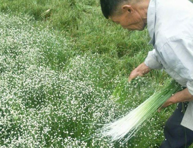 Rau ở Việt Nam nhiều người cho miễn phí, ra nước ngoài giá hơn 200.000 đồng/kg- Ảnh 1.