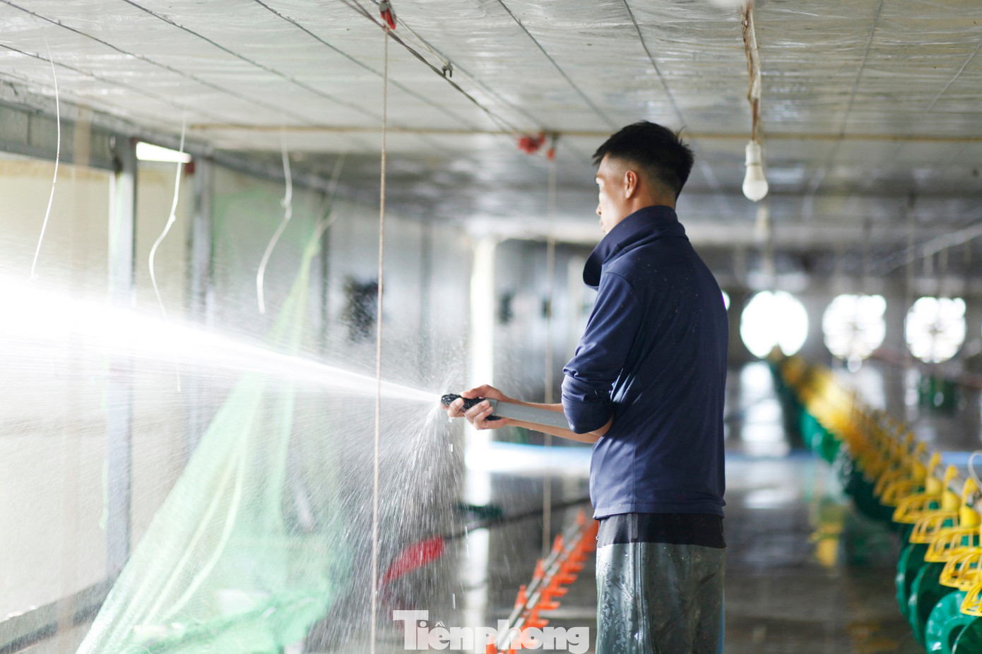 Lão nông bật khóc, chết lặng nhìn 22.000 con gà chết- Ảnh 6.