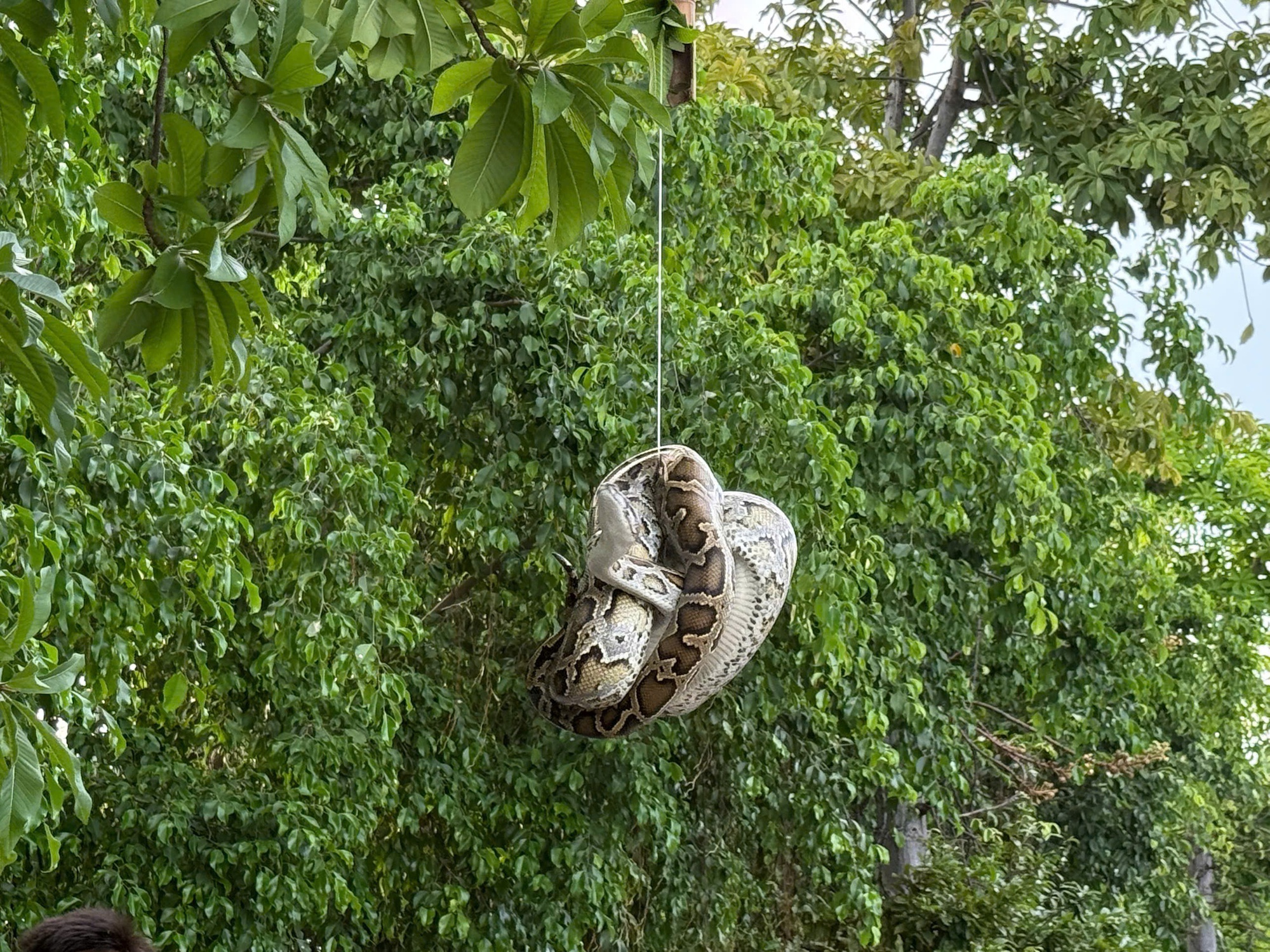 Bất ngờ con trăn dài 2 mét quấn trên cây gần bến tàu du lịch Nha Trang- Ảnh 2.