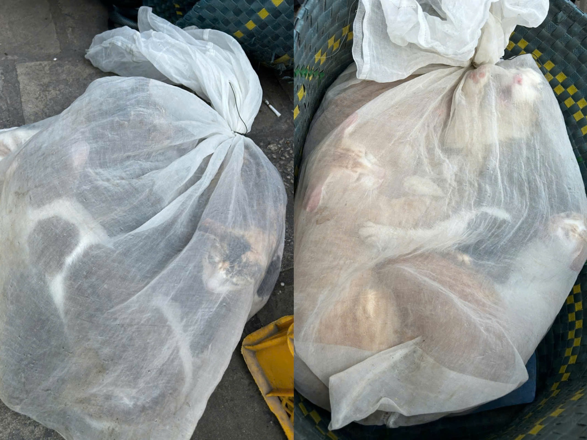 Hình ảnh sốc: 21 con mèo trong bao, lộ đường dây trộm cắp quy mô lớn ở TP.HCM- Ảnh 1.