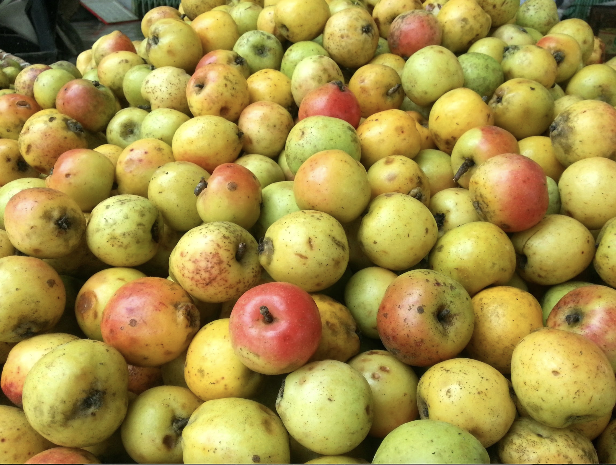 Loại quả xưa rụng đầy gốc không ai nhặt, nay được săn lùng, 60k/kg nhưng cực khó mua- Ảnh 1.