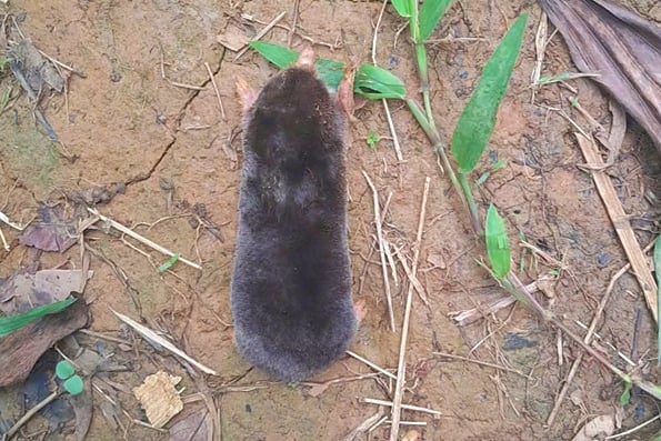 Phát hiện “kho báu sống” trên dãy Pù Luông: Loài động vật sống ngầm, hiếm gặp- Ảnh 1.