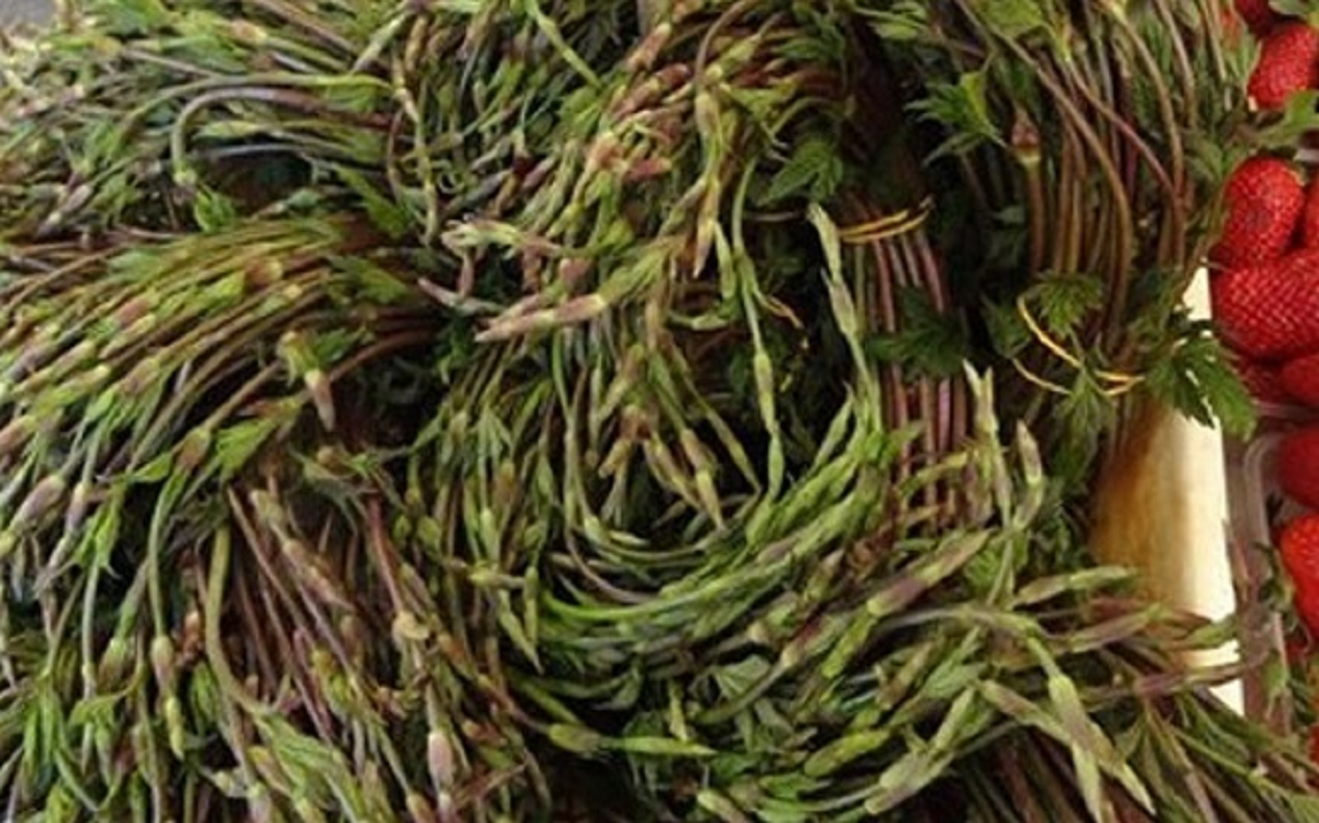 Loại rau dại xưa mọc không ai ngó, nay "hái ra tiền" 39 triệu/kg- Ảnh 2.