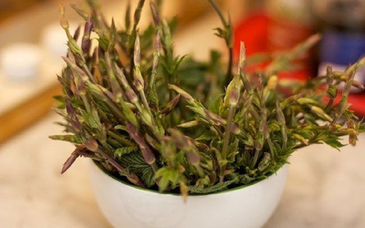 Loại rau dại xưa mọc không ai ngó, nay "hái ra tiền" 39 triệu/kg- Ảnh 3.