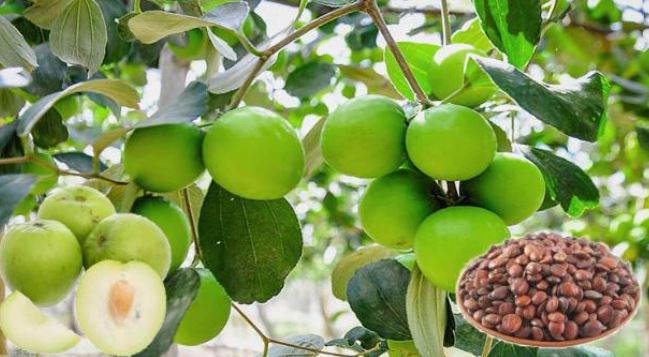Thứ 90% người Việt bỏ đi không ngờ là "mỏ vàng", giá hơn 2 triệu đồng/kg- Ảnh 2.
