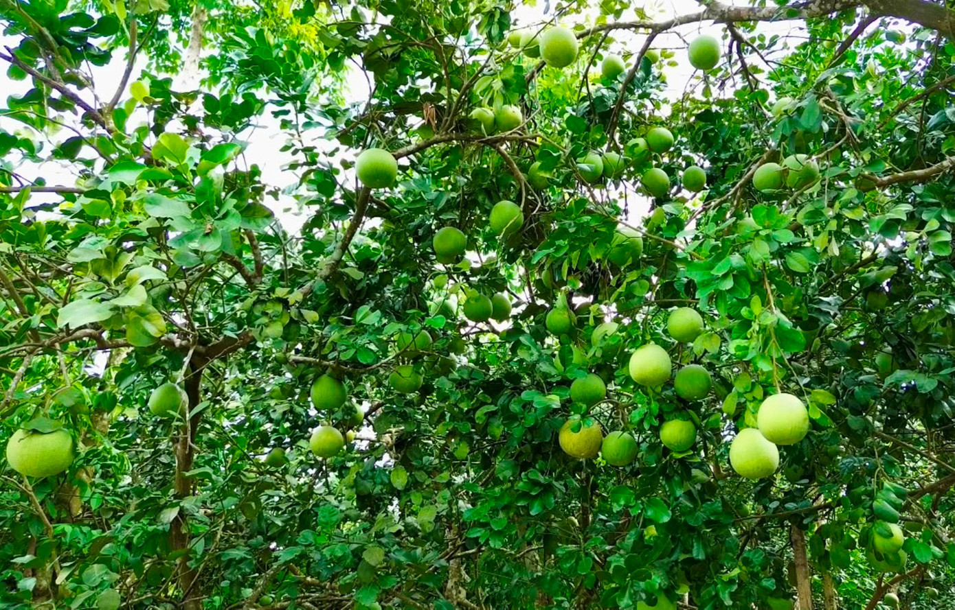 Huế vào mùa quả ngọt thanh, ruột giòn, hương thơm không nơi nào có- Ảnh 1.