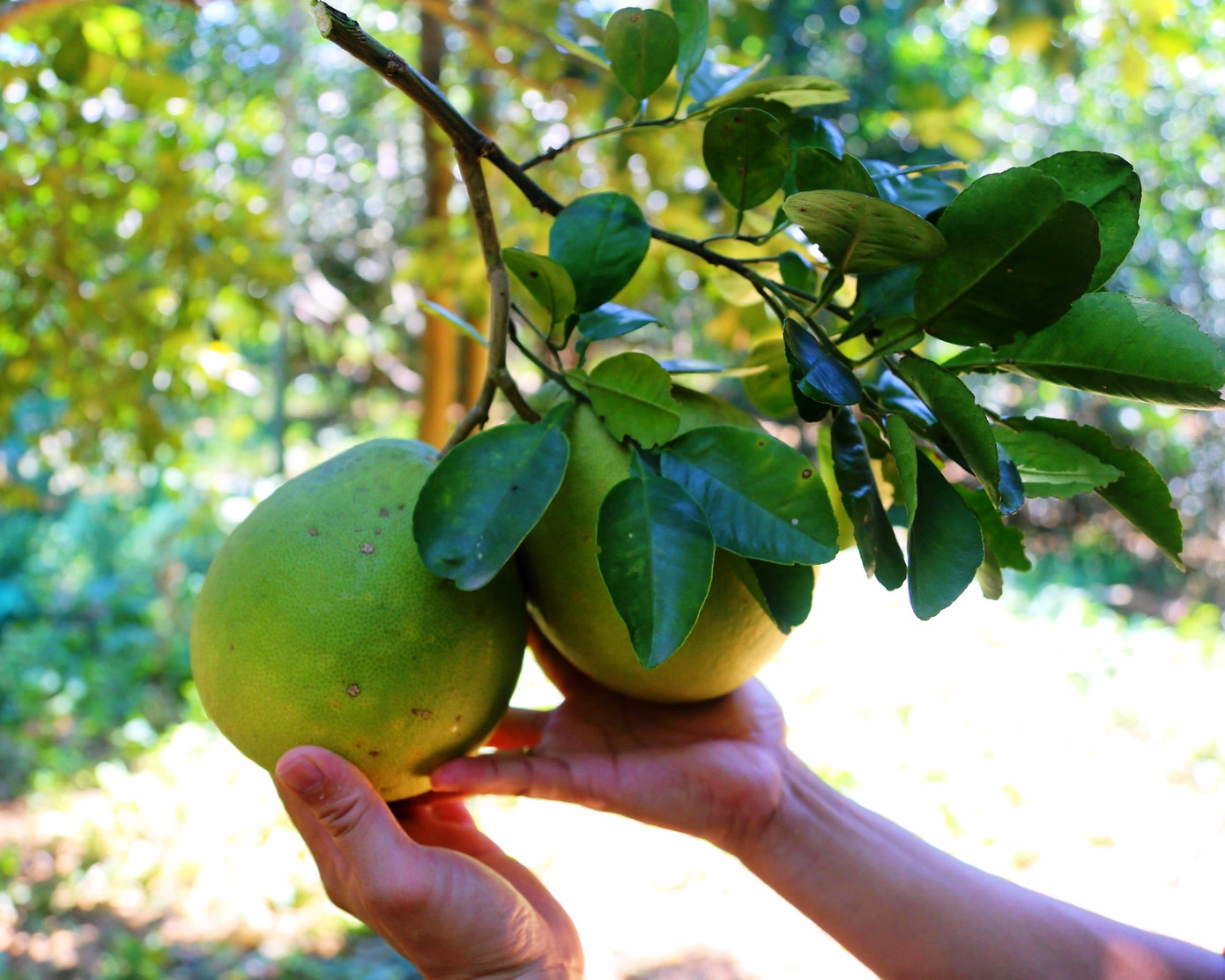 Huế vào mùa quả ngọt thanh, ruột giòn, hương thơm không nơi nào có- Ảnh 3.
