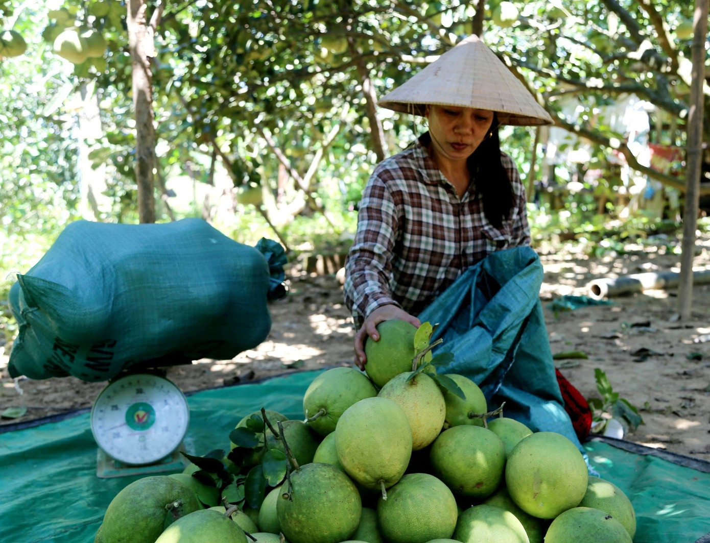 Huế vào mùa quả ngọt thanh, ruột giòn, hương thơm không nơi nào có- Ảnh 6.