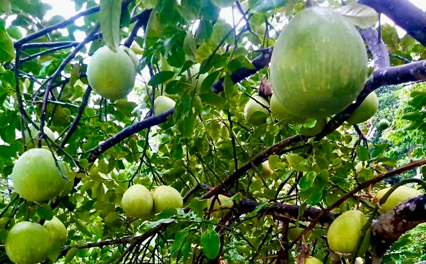 Huế vào mùa quả ngọt thanh, ruột giòn, hương thơm không nơi nào có- Ảnh 7.