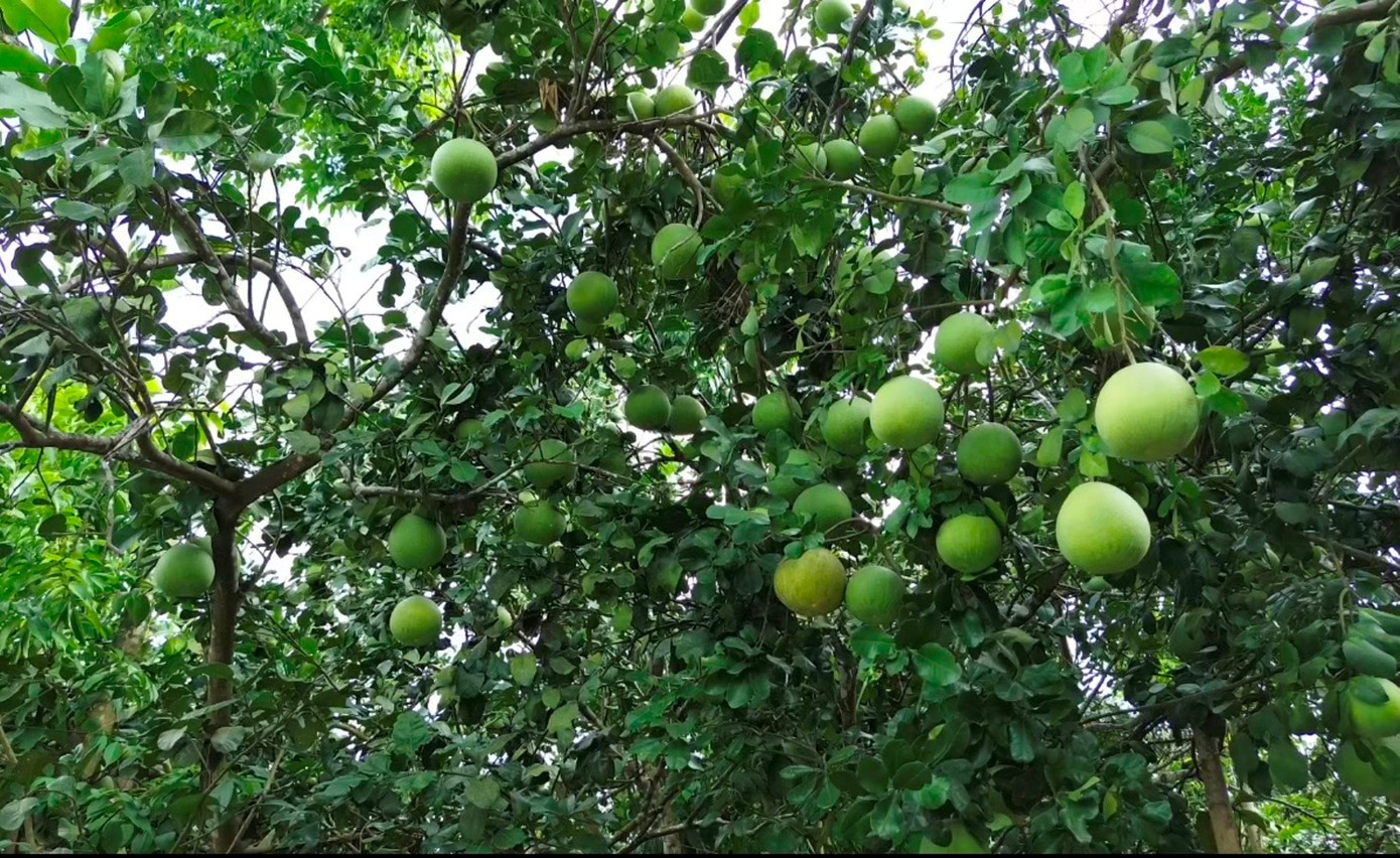 Huế vào mùa quả ngọt thanh, ruột giòn, hương thơm không nơi nào có- Ảnh 10.