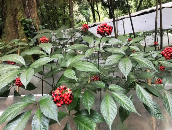 Loại lá đắt đỏ bậc nhất thế giới, chỉ có duy nhất ở Việt Nam, giá tới 150 triệu đồng/kg- Ảnh 1.