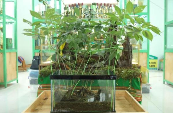Loại lá đắt đỏ bậc nhất thế giới, chỉ có duy nhất ở Việt Nam, giá tới 150 triệu đồng/kg- Ảnh 2.