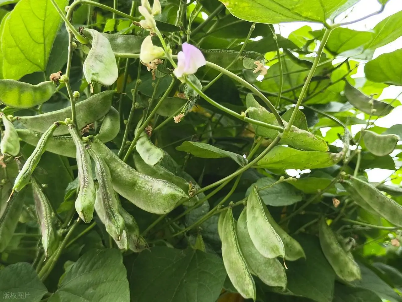 Việt Nam sở hữu ‘kho báu’ vắt vẻo trên giàn: Giá chỉ 100.000 đồng/kg, được danh y nổi tiếng hết lời ca ngợi- Ảnh 2.