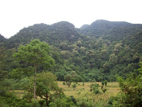 Nghi xuất hiện hổ trong rừng ở Phú Thọ- Ảnh 2.