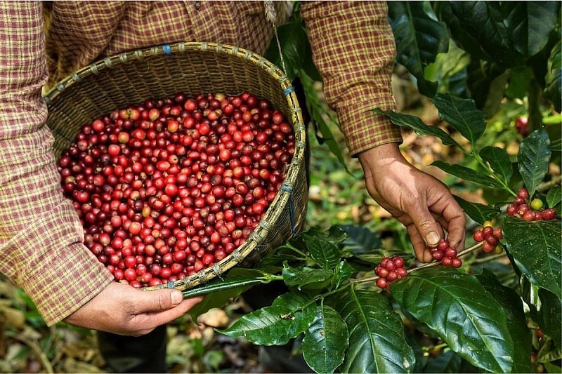 Một mặt hàng của Việt Nam lập kỷ lục thu về gần 7 tỷ USD, hơn 80 quốc gia ồ ạt chốt đơn- Ảnh 2.