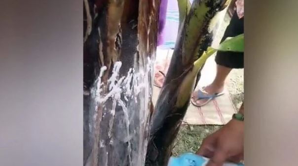 Cây chuối bỗng xảy ra hiện tượng lạ, người dân đổ xô đến xem- Ảnh 2.