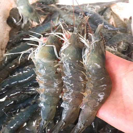 Có nên bỏ chỉ tôm không? Một ngư dân 60…
